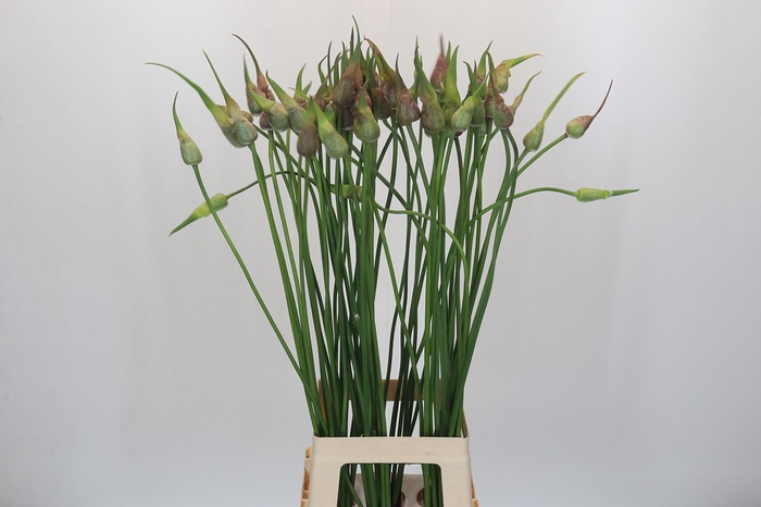 <h4>Allium Mystic Merlin</h4>