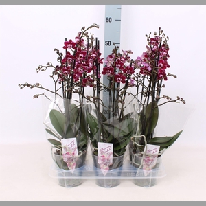 Phalaenopsis multi.   ...red
