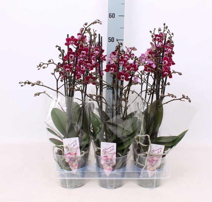 <h4>Phalaenopsis multi.   ...red</h4>