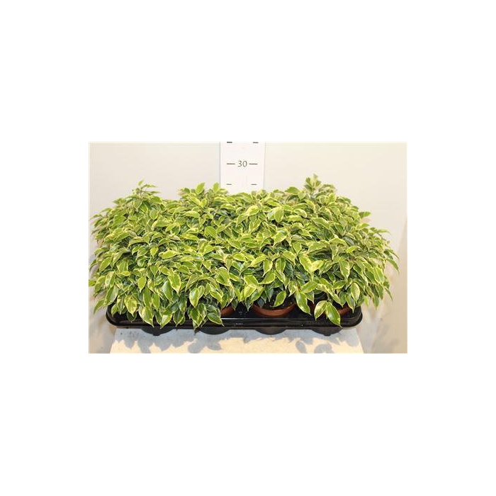 <h4>Fic Be Kinky Bont</h4>