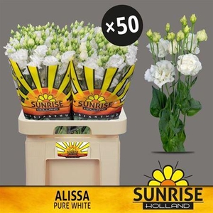 Eus G Alissa Pur Whi