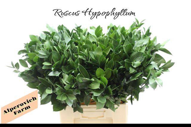 <h4>RUSCUS HYPOPHYLLUM</h4>