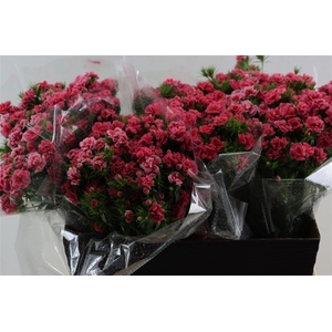 Di Barb Doblino Pink