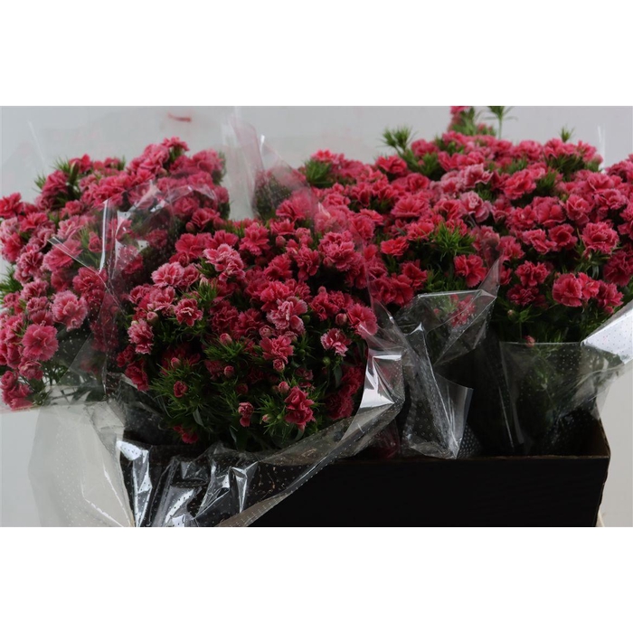 <h4>Di Barb Doblino Pink</h4>