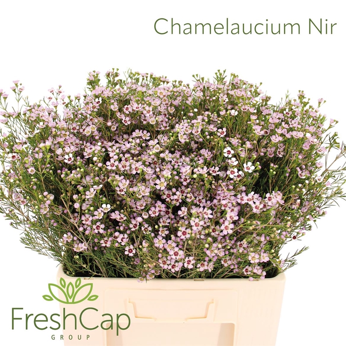 <h4>Chamelaucium Nir</h4>