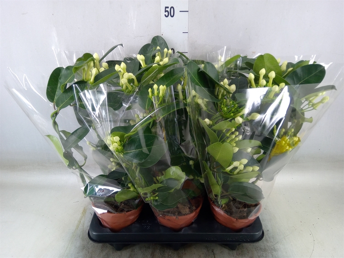 <h4>Stephanotis floribunda   ...</h4>