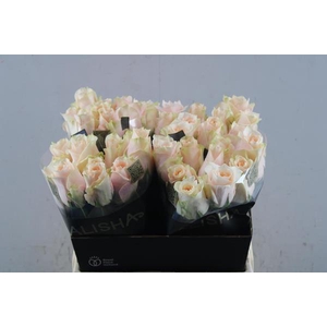 R Gr Harmon In Peach L40