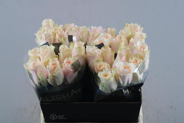 <h4>R Gr Harmon In Peach L40</h4>