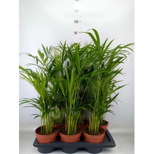 Dypsis lutescens   ...Chrysalidoca