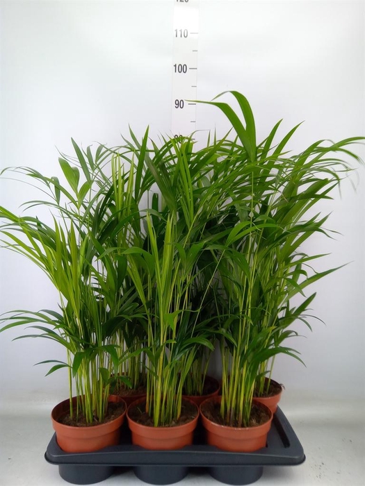 <h4>Dypsis lutescens   ...Chrysalidoca</h4>