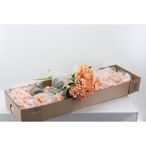 Hydr Salmon Tinted Box