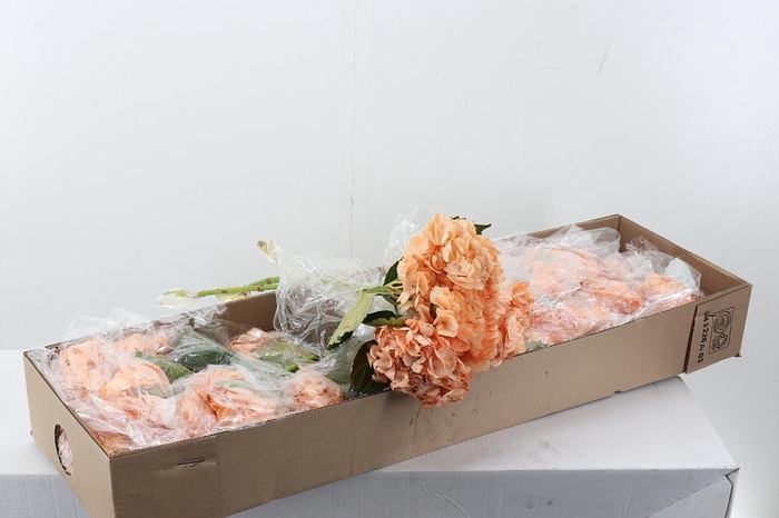 <h4>Hydr Salmon Tinted Box</h4>