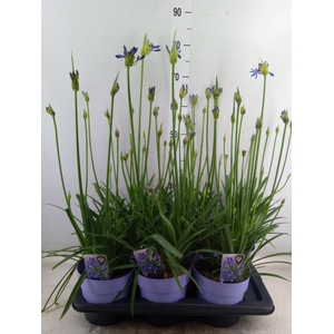 Agapanthus TR 'Donau'