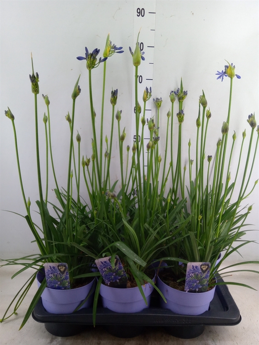 <h4>Agapanthus TR 'Donau'</h4>