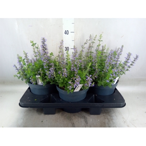 Nepeta  'Cats Pajamas'
