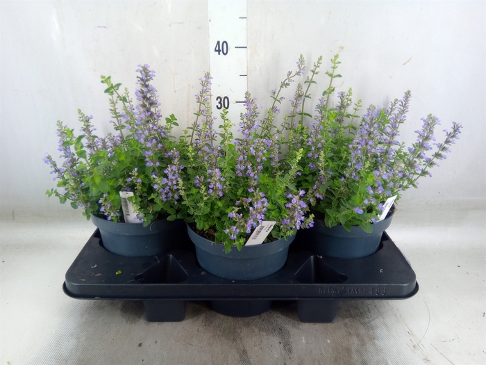 <h4>Nepeta  'Cats Pajamas'</h4>