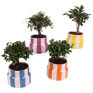 Bonsai Indoor Mix Ø12cm Ball Shape in Ø15cm Ceramic EV563