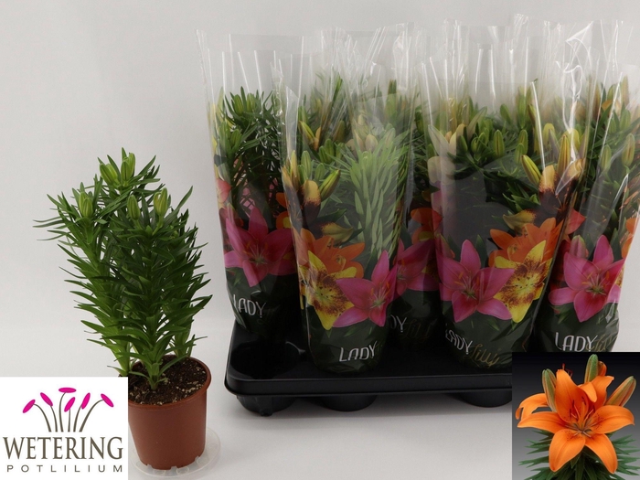 <h4>LIL AS TINY INVADER</h4>