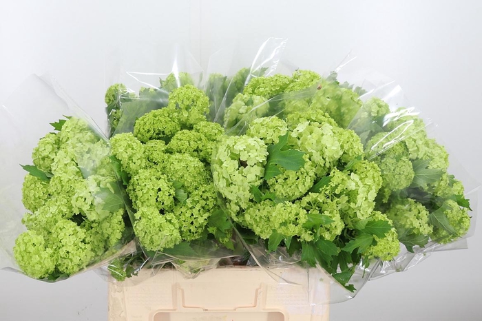 <h4>Viburnum Roseum St</h4>