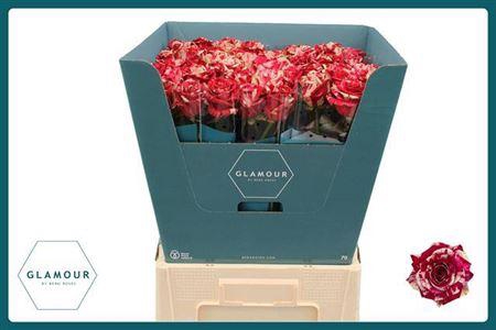 <h4>R Gr Harlequin</h4>