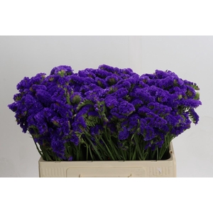 Limonium Marina Violet