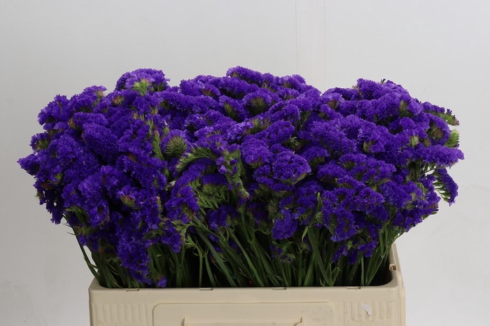 <h4>Limonium Marina Violet</h4>