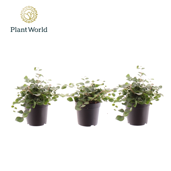 <h4>Pellaea Rotundifolia</h4>