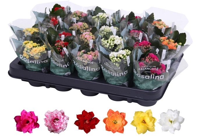 <h4>Kalanchoe Rosalina 06cm mix</h4>