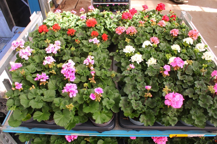 <h4>PEL ZON MIXK</h4>