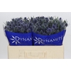 Eryngium Blue Dynamite