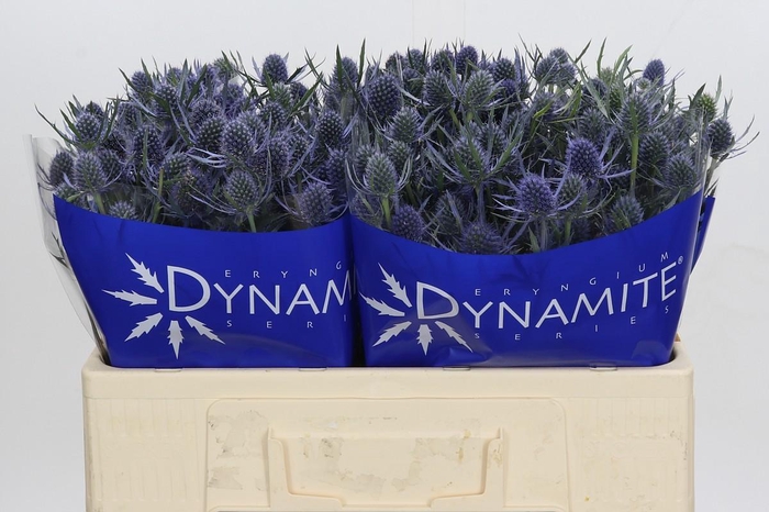 <h4>Eryngium Blue Dynamite</h4>
