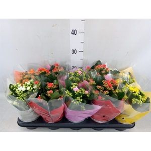 Kalanchoe blos.   ..rosebud mix  5