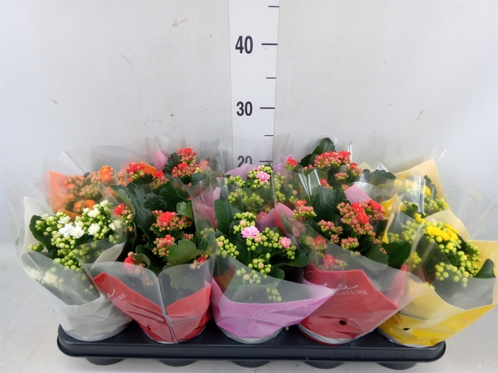 <h4>Kalanchoe blos.   ..rosebud mix  5</h4>