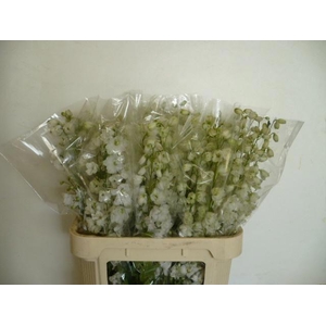 Delph Du Guard White