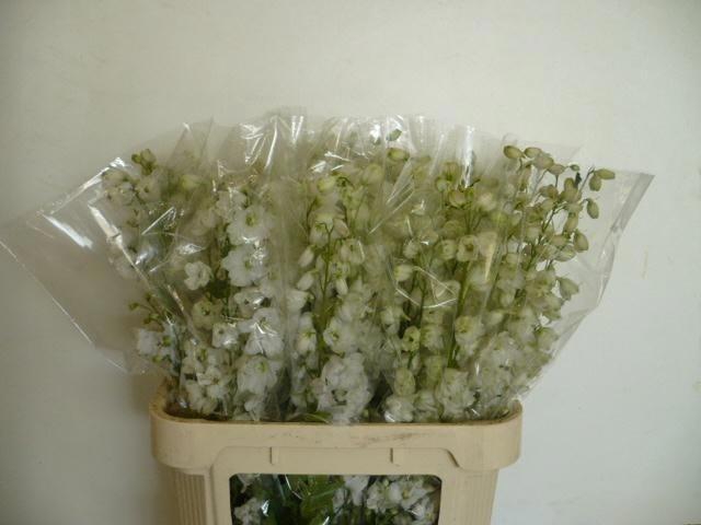 <h4>Delph Du Guard White</h4>