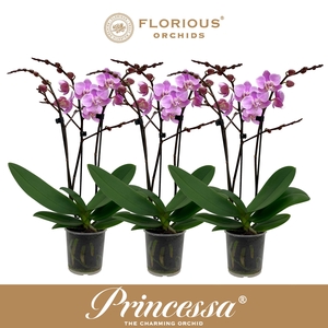 No9 Phalanopsis 3 Tak Roze