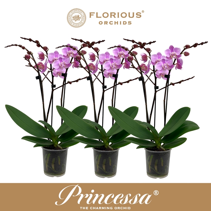 <h4>No9 Phalanopsis 3 Tak Roze</h4>