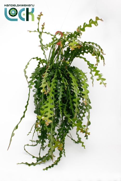 <h4>Epiphyllum Anguliger</h4>