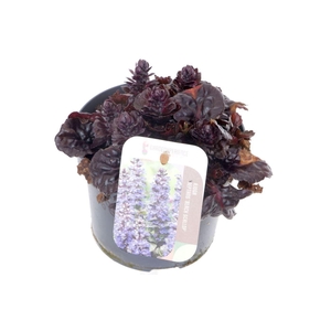 Ajuga reptans Black Scallop