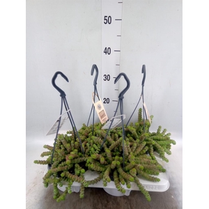 Crassula marnieriana