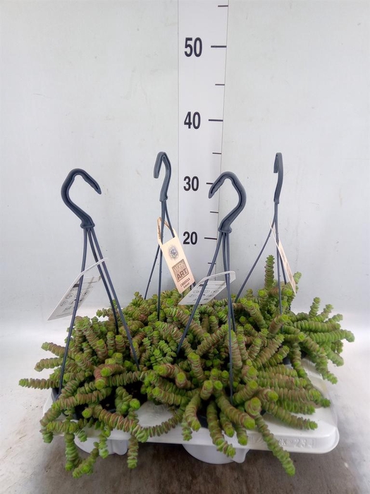 <h4>Crassula marnieriana</h4>