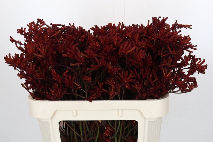 <h4>Kangaroo Paw Red Gem</h4>