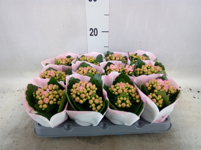 <h4>Kalanchoe  'RoseFlow Harlow'</h4>