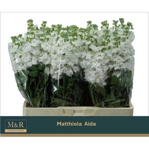 MATTH AIDA WHITE