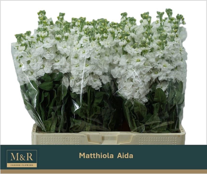 <h4>MATTH AIDA WHITE</h4>