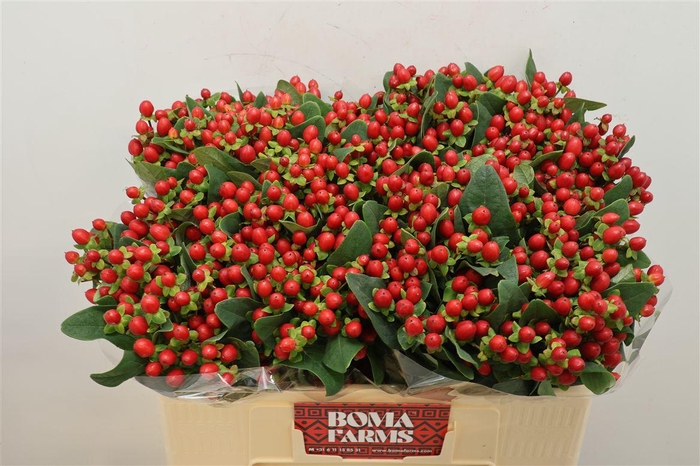 <h4>Hyp Mag Royal Red</h4>