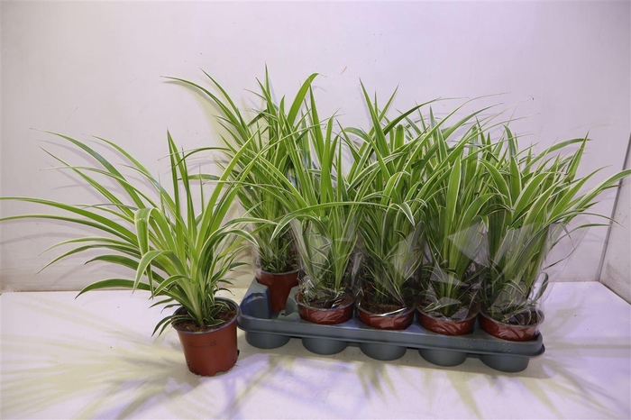 <h4>arr8 Chlor Comosum</h4>