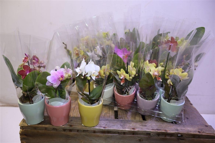 <h4>Phal Mini In Mixed Keramiek</h4>