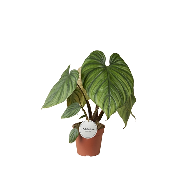 <h4>Philodendron Colombia</h4>