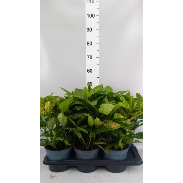 <h4>Aucuba japonica 'Variegata'</h4>